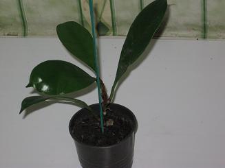 ficus 1.JPG