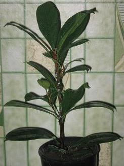 ficus 2.JPG