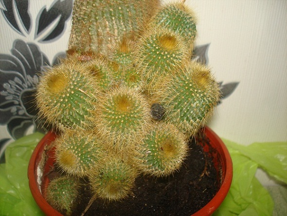 DSC00111.JPG