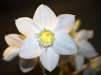 eucharis-3.jpg