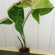 syngonium sp variegata 600.jpg