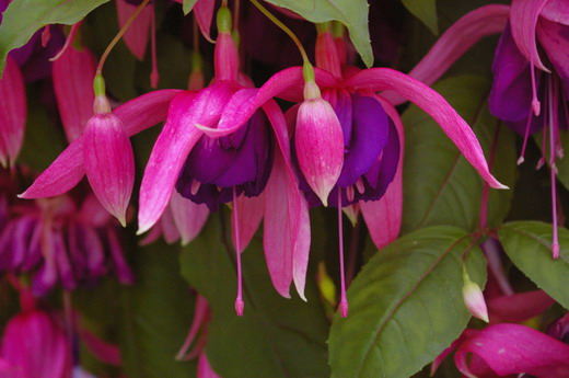 3_Fuchsia.jpg
