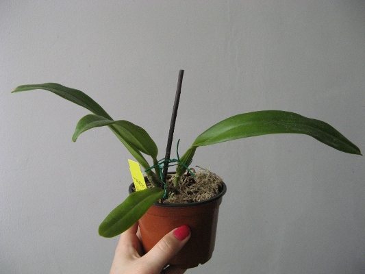 Lc. C G Roebling 'Blue Indigo' 1.jpg