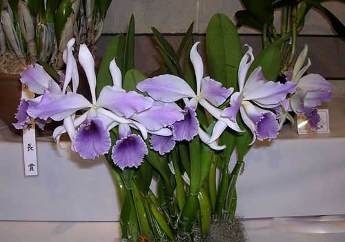 Lc. C G Roebling 'Blue Indigo'.jpg