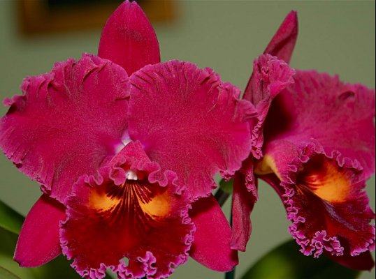 Blc. Sanyung Ruby 'Kuang Lung'.jpg