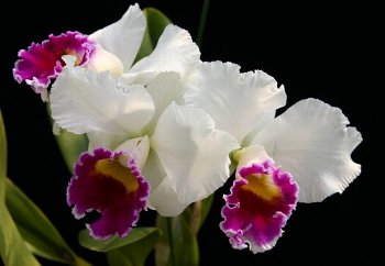 Lc. Shirayukihime 'M'.jpg