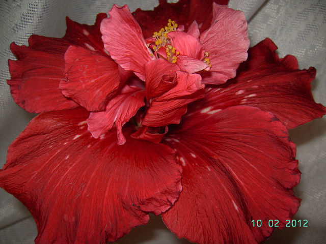 Cherry Ice.jpg