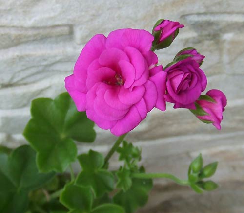 Ivy-Violet.jpg