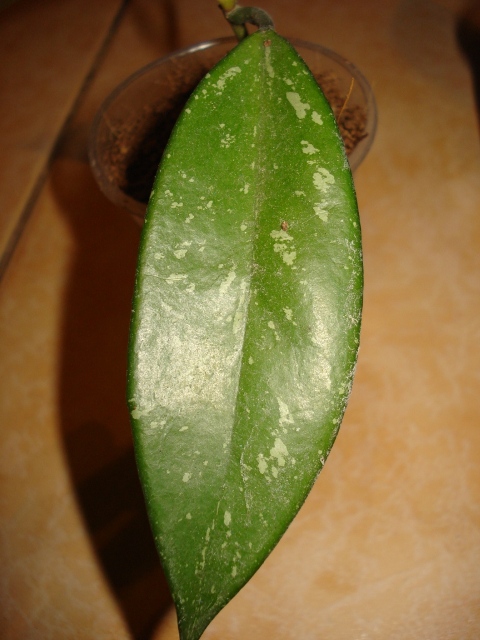 DSC09985.JPG