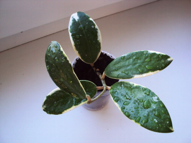 Hoya Verticillata albomargianata черенок.jpg