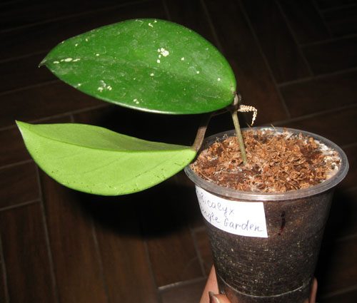 H.Pubicalyx Jungle Garden.JPG