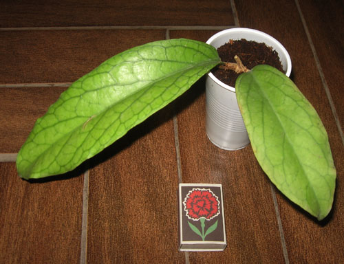 H.cv.Golden Eyes.JPG