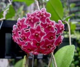 Hoya_pubicalyx_cv-Jungle_Garden_001.jpg