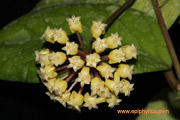 Hoya-cv.Golden-eye-s.jpg