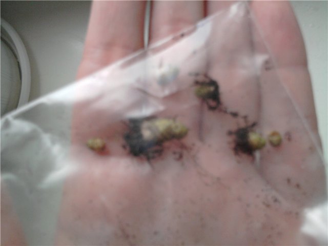 Achimenes Santiano.jpg