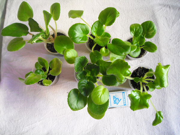 DSCN3863---.jpg