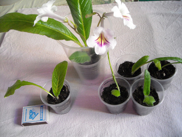 DSCN3858---.jpg