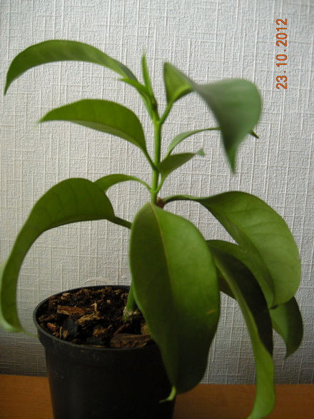 DSCN0700.JPG