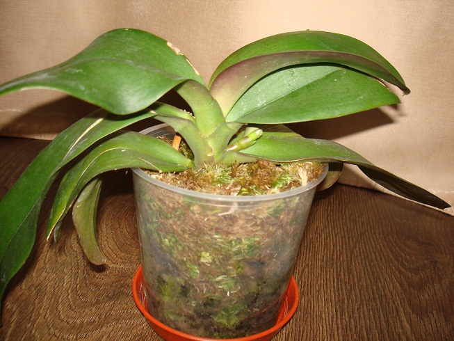 DSC00009.JPG