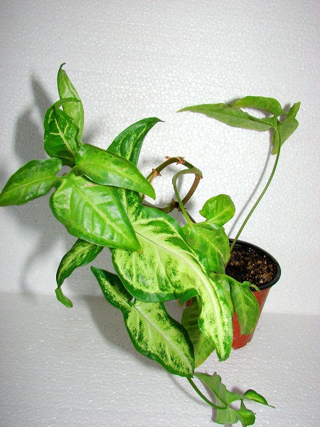 DSC04618сингслf.jpg