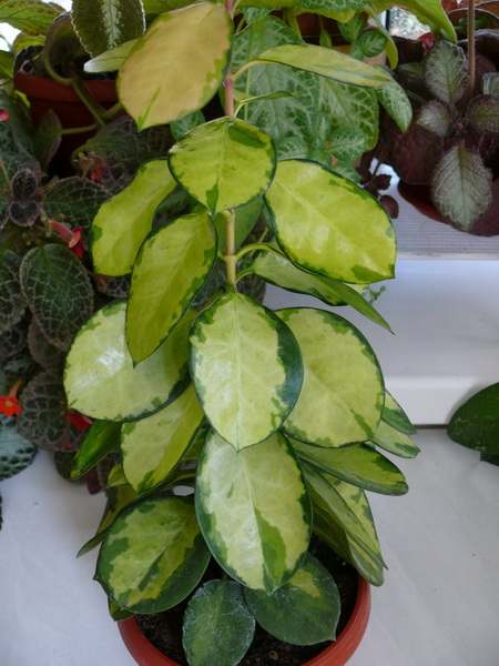 H. Australis Lisa.jpg