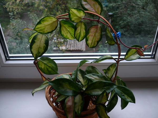 H. Carnosa Ruby.jpg