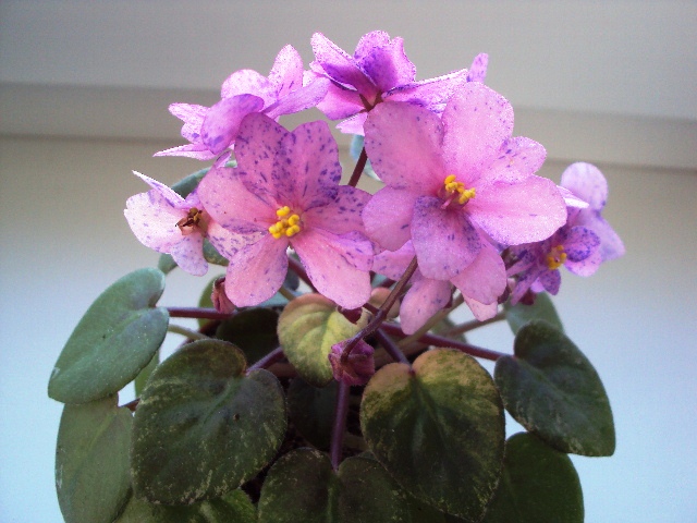 Ramblin' Spots.JPG