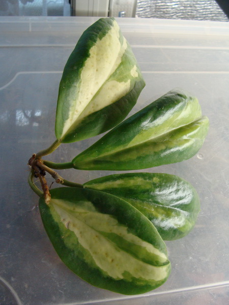 DSC07315.jpg
