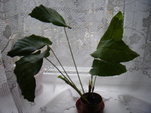 новая 067.jpg