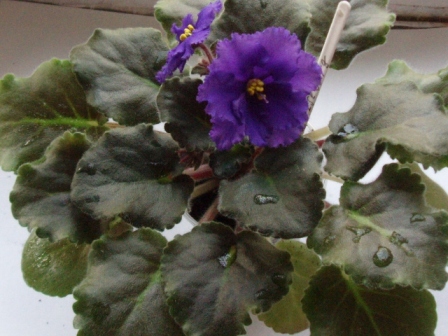 P1010130.JPG