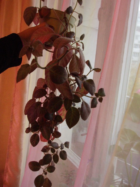 P1010148.JPG