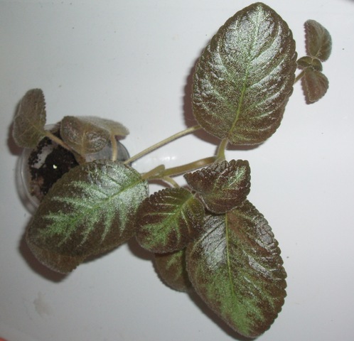 P4010018 (9).JPG