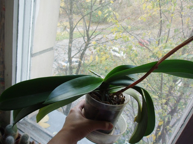 P1010124.JPG