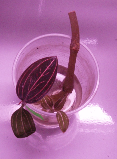 P1010107.JPG