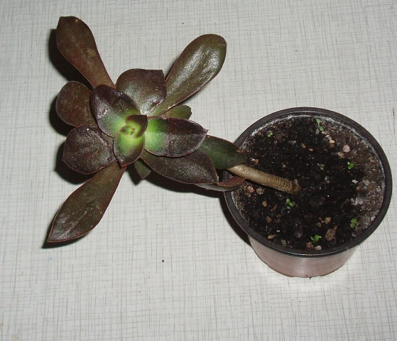 P1010138.JPG