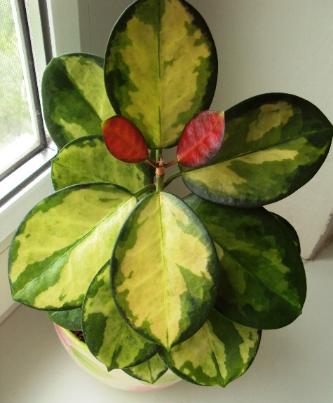 Hoya australis Lisa.JPG