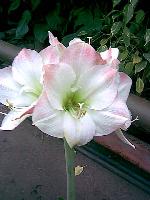 Apple Blossom...jpg