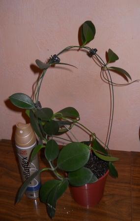 DSCN3856.JPG