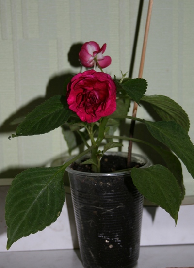 IMG_5940.jpg