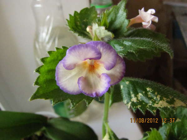 blueberry lem..jpg