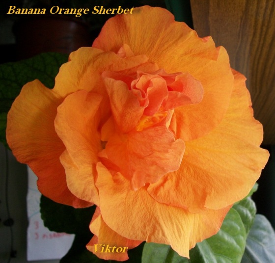 Banana Orange SherbetV.JPG
