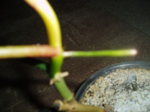 P1010265.JPG
