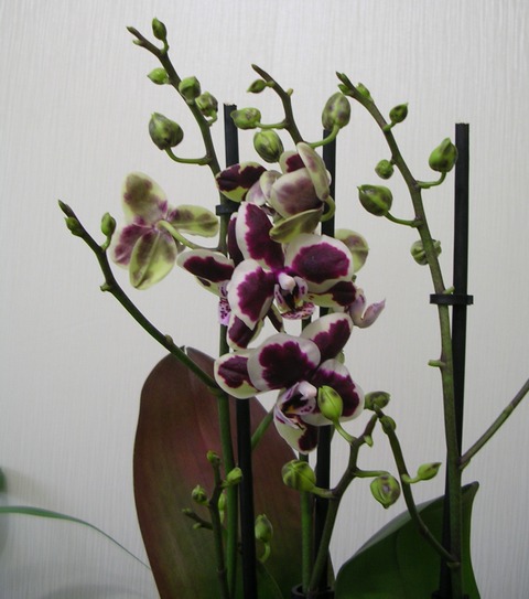 DSCN8402.JPG