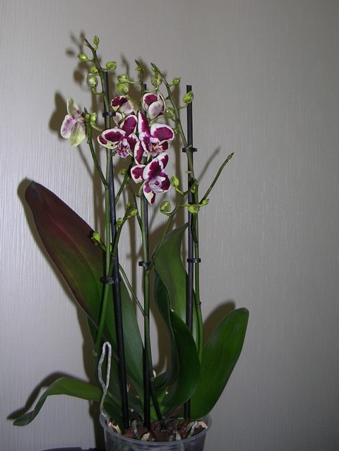 DSCN8401.JPG