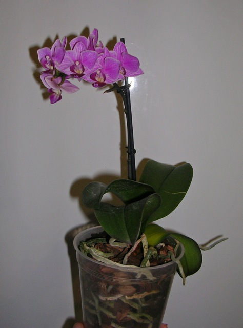 DSCN8586.JPG
