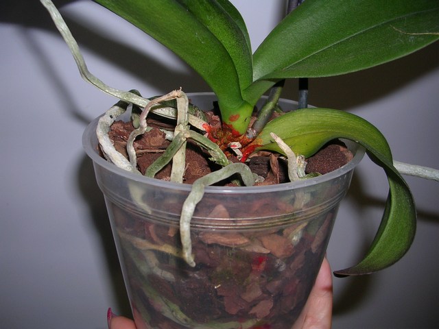 DSCN8579.JPG