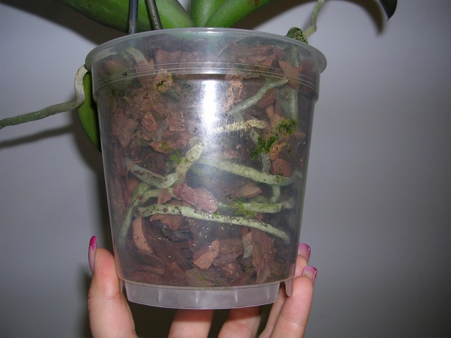 DSCN8581.JPG