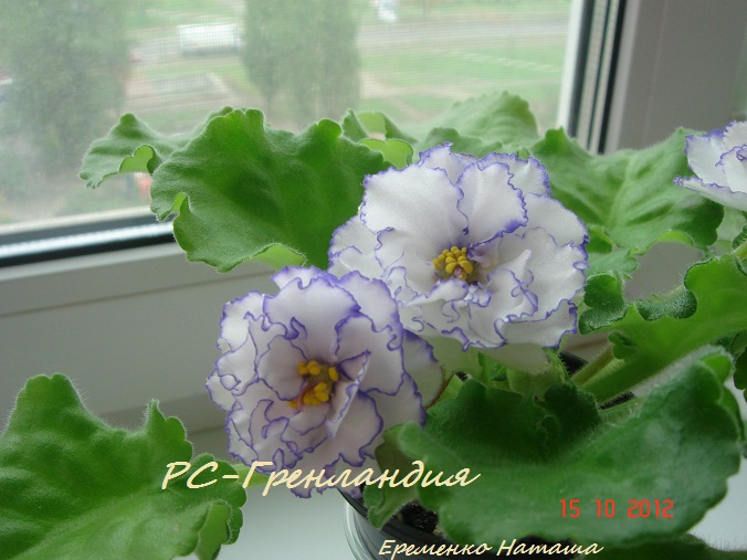 РС-Гренландия (новинка).jpg