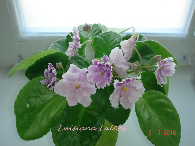 Luisiana Laleby.jpg
