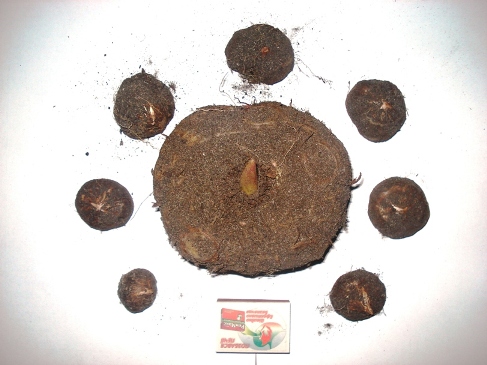 Sauromatum guttatum_bulbs.JPG